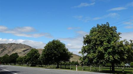 Ladies Mile trees
