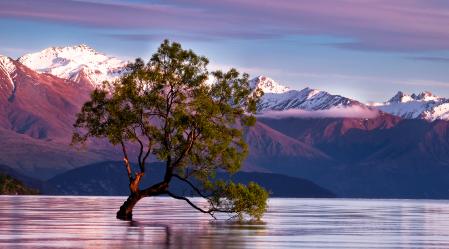 Wanaka tree