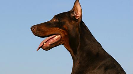 dog2