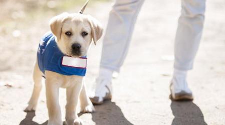 guide dog