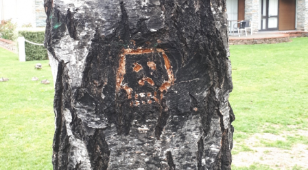 trees
