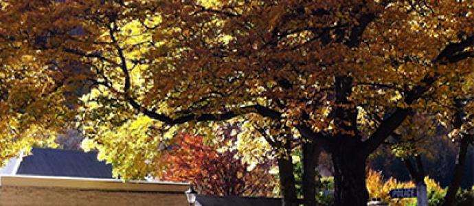 Autumn colours 2015