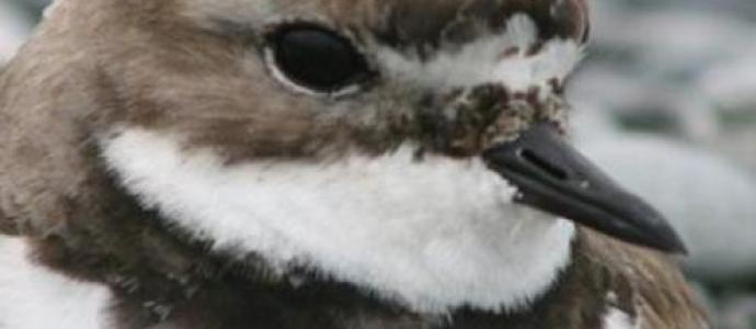 a nationally vulnerable adult banded dotterel sitt 4e27c4ab8e