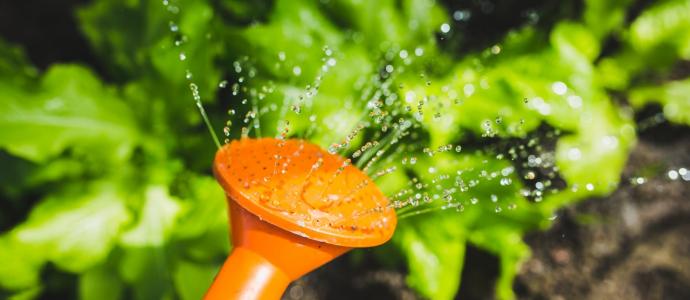 salad water garden plant