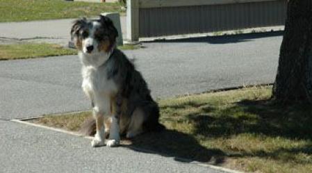 1_dog.jpg