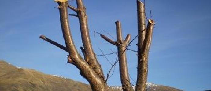 1_Pruned_Tree.JPG