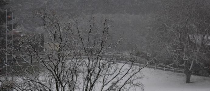 Snow-_trees_rec_ground_resized.jpg