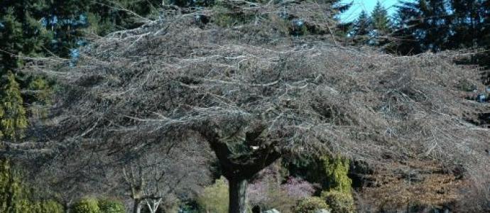 queenstown_gardens.jpg
