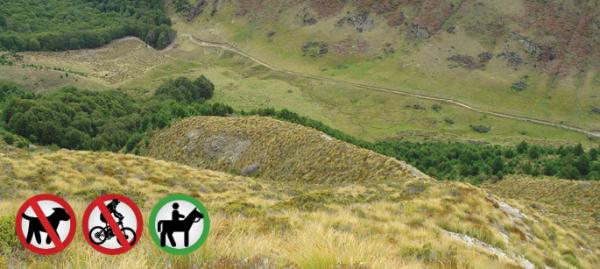Wakatipu Walkways Bush creek