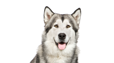 Pay Dog Registration