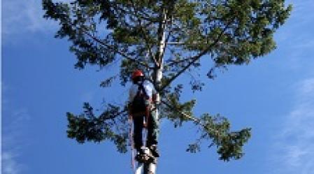 certified arborist