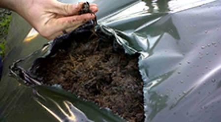 compost